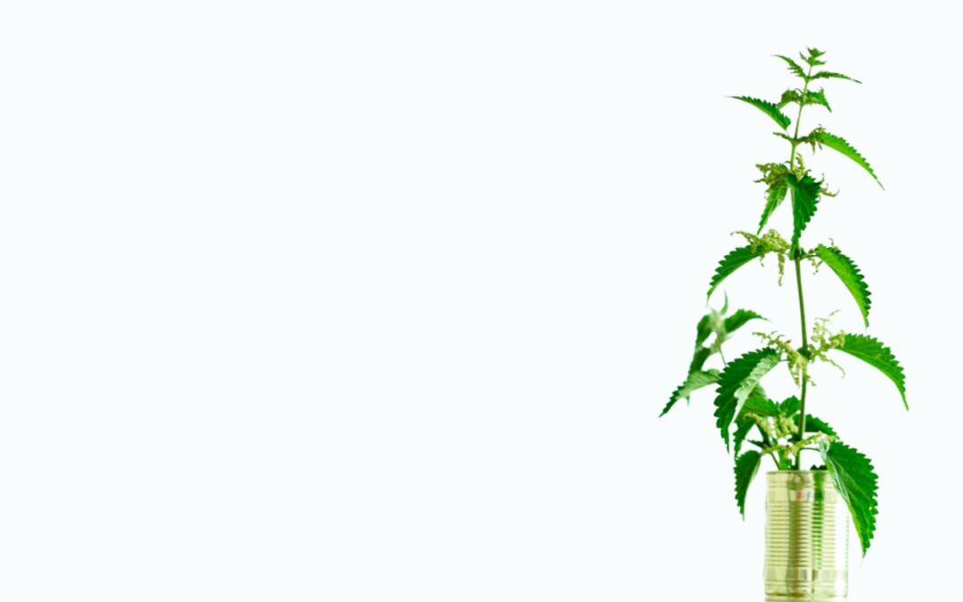 Nettles: How To Enjoy, Worry Free